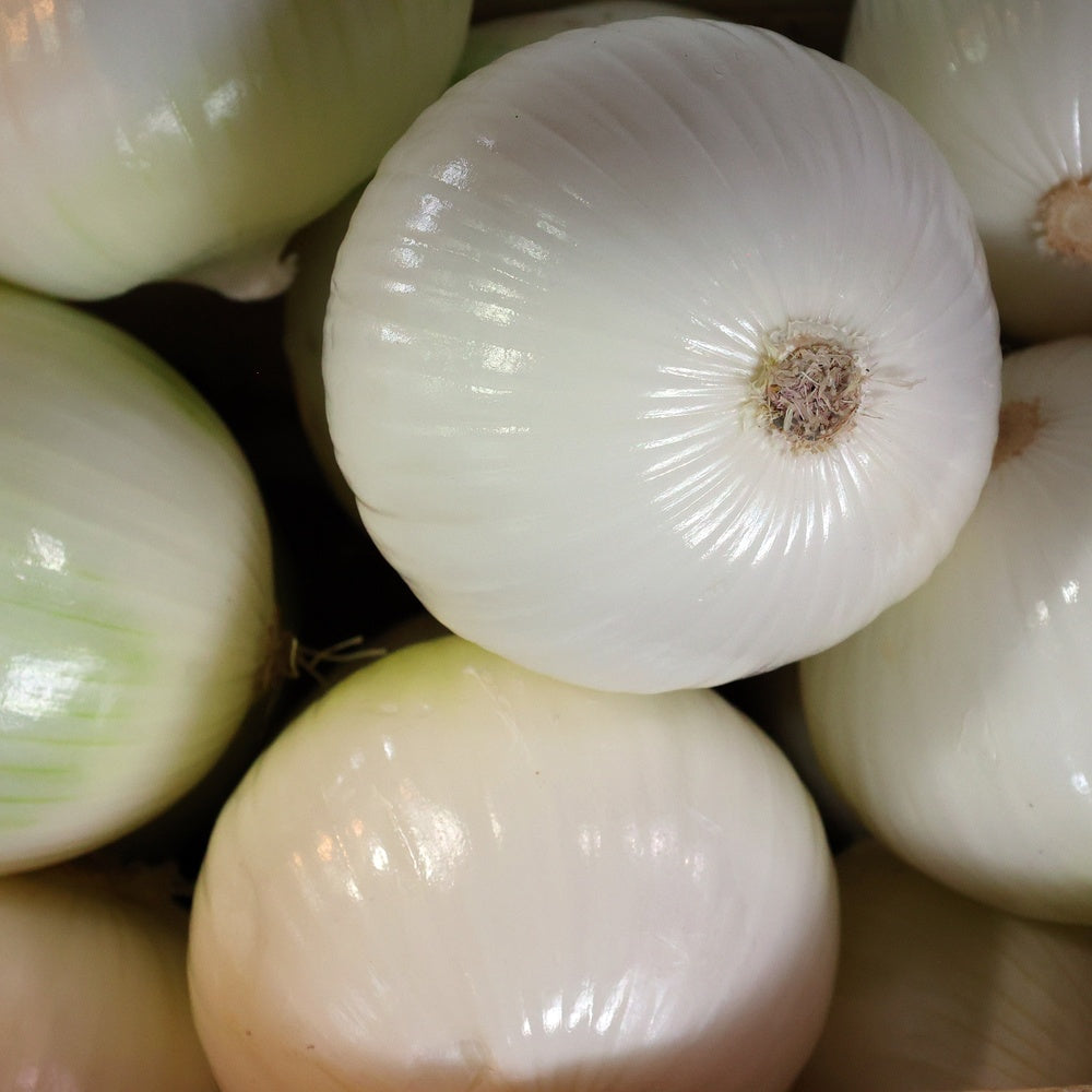 Close-up of freshly harvested white onions with smooth, glossy skin and papery root tufts, packed tightly together showing their rounded form and subtle vertical striping.