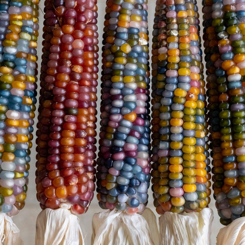 Five ears of Glass Gem flint corn arranged side by side, each cob densely packed with translucent, jewel-toned kernels in shades of blue, purple, gold, red and pink, husks peeled back at the base.