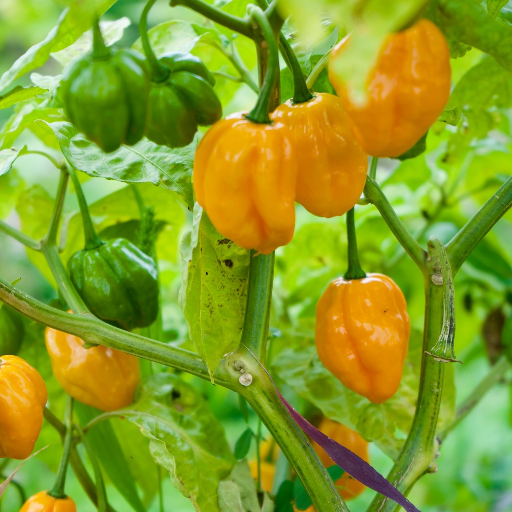 Habanero pepper plant with wrinkled, lantern-shaped pods ripening from green to bright orange, clustered among green leaves on the stem.
