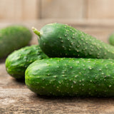 Close-up of freshly picked gherkin cucumbers with bumpy, spine-covered green skin, piled on a rustic wooden surface.