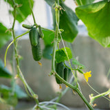 Small bumpy cucumbers dangle in clusters from a climbing vine, with curling tendrils, broad green leaves and a yellow blossom still attached near the youngest fruit.