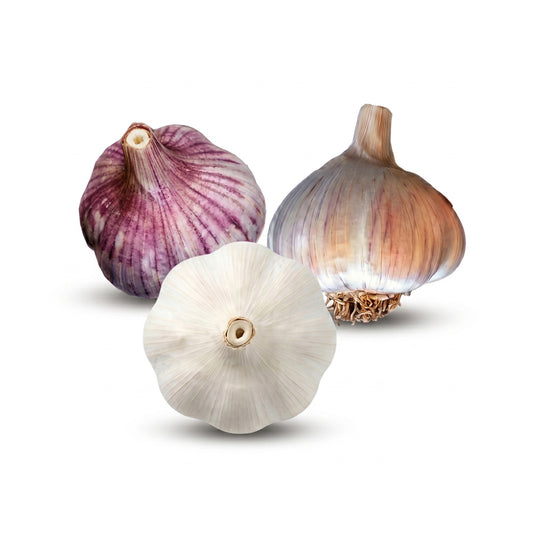 Romanian Red Hardneck, Majestic Hardneck, and Shandong Hardneck garlic bulbs on a white background