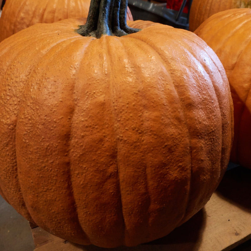 Close-up of a large, deeply ribbed Howden pumpkin with glossy orange skin and a thick, dark green stem, with additional pumpkins visible in soft focus behind it.