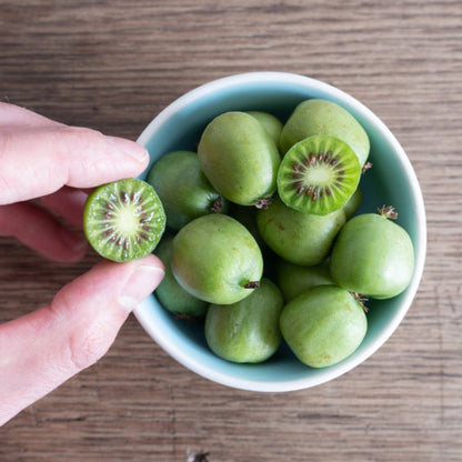 Hand holding a small, sliced Prolific Kiwi cross-section over a teal ceramic bowl filled with whole smooth-skinned hardy kiwis, set on a rustic wood surface.