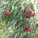 Clusters of ripe, bumpy red brewster lychee fruits hanging from tree branches surrounded by slender green foliage in an outdoor setting.