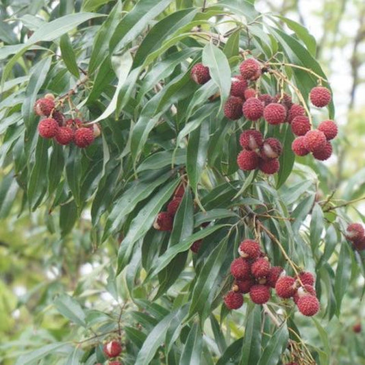 Clusters of ripe, bumpy red brewster lychee fruits hanging from tree branches surrounded by slender green foliage in an outdoor setting.