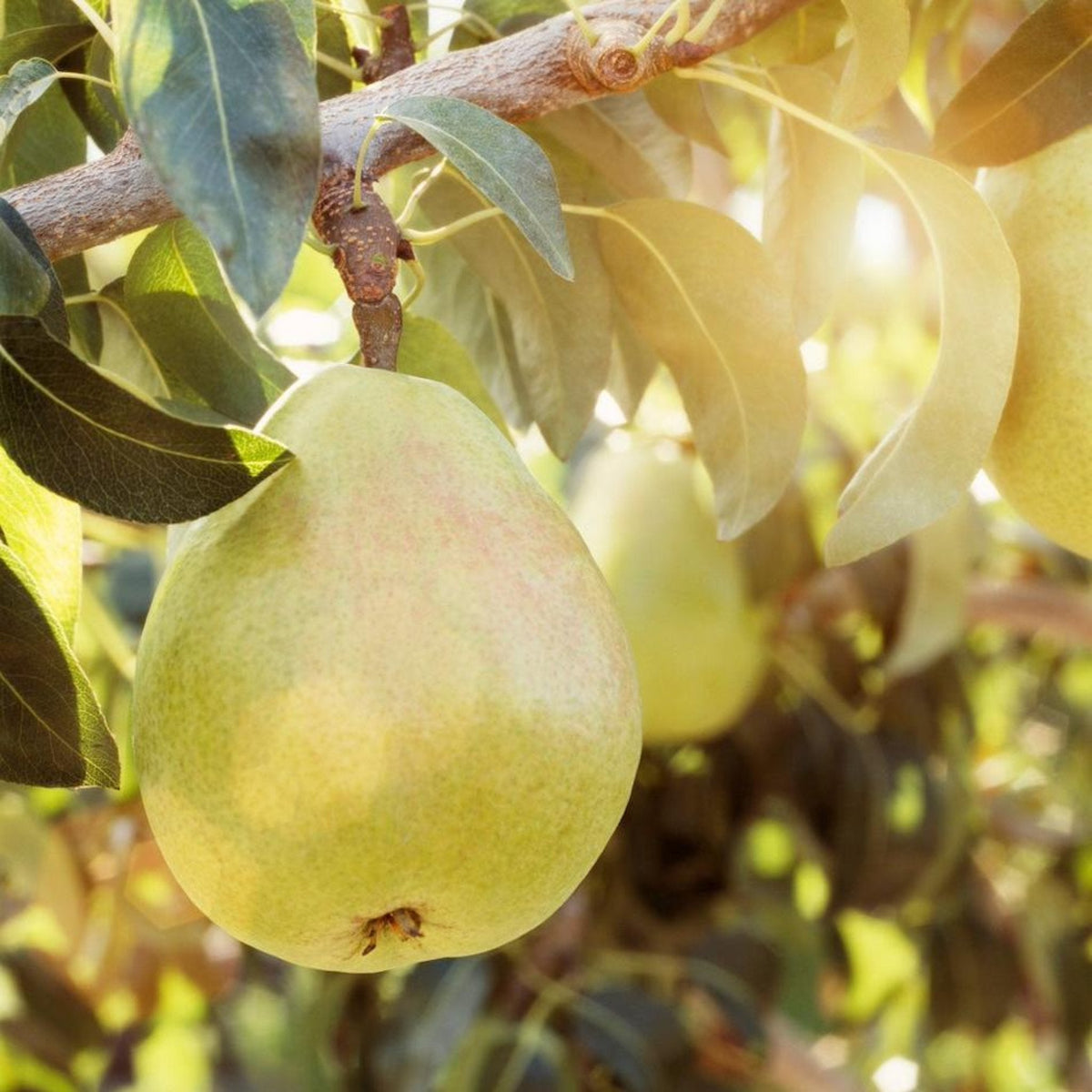 Close-up of a large, smooth green D'Anjou pear hanging on a tree branch surrounded by green leaves under warm sunlight.
