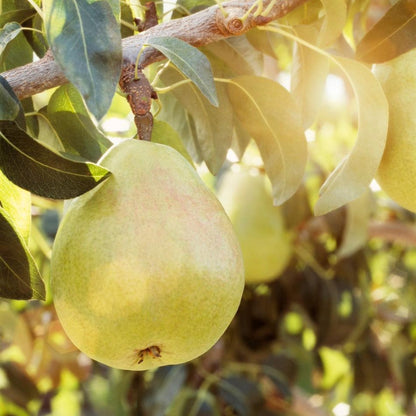 Close-up of a large, smooth green D'Anjou pear hanging on a tree branch surrounded by green leaves under warm sunlight.
