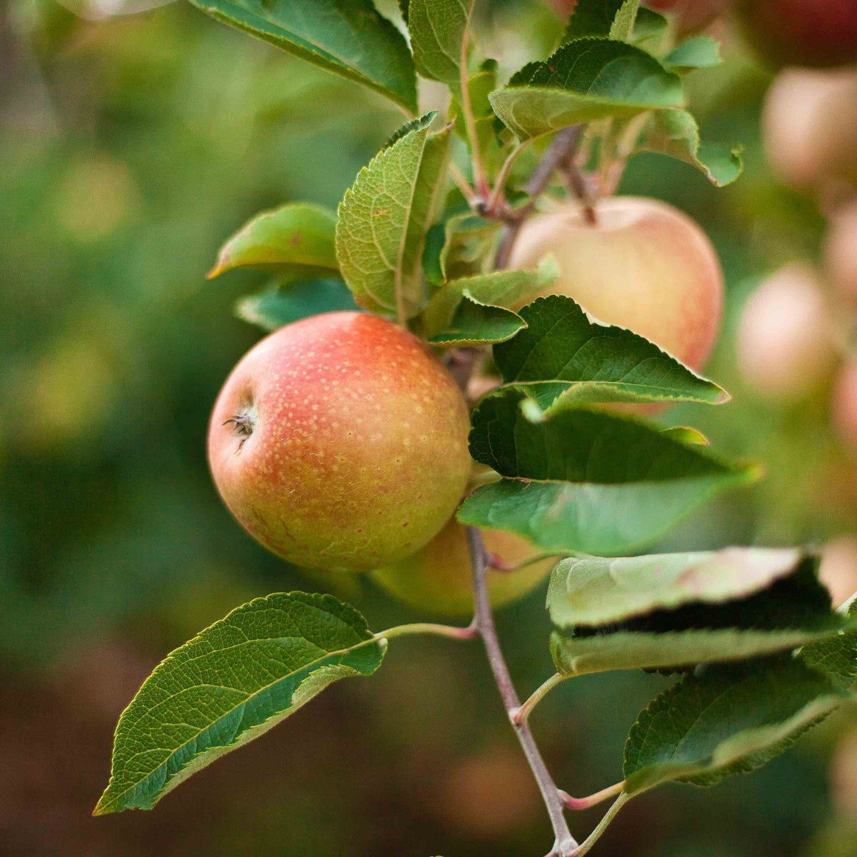 Close-up view of fresh, speckled red and green apples ripening on a leafy branch of a 3-in-1 Apple Tree.
