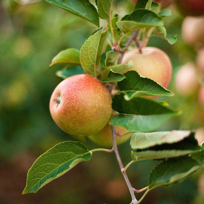 Close-up view of fresh, speckled red and green apples ripening on a leafy branch of a 3-in-1 Apple Tree.