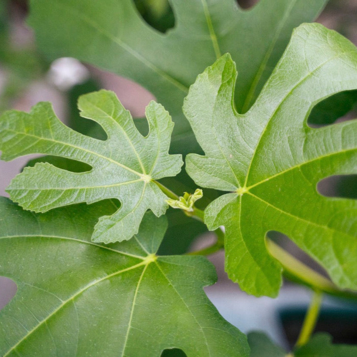 Extreme close-up of vibrant green, deeply lobed Little Miss Figgy foliage with light yellow leaf veins.