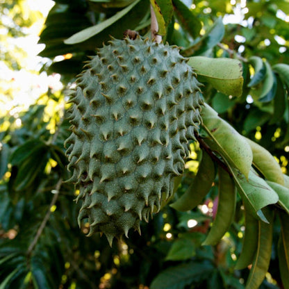 Close-up view of a large, spiky green soursop (guanabana) fruit hanging from a leafy tree branch in bright, dappled sunlight.