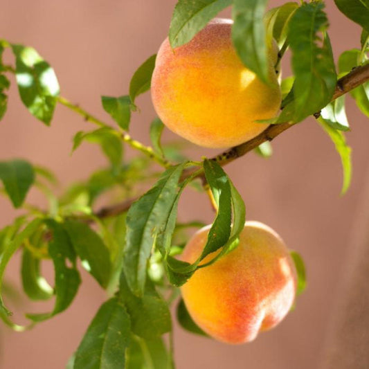 Two ripe yellow-orange peaches with reddish blushes hanging on a leafy green tree branch against a soft, warm background.