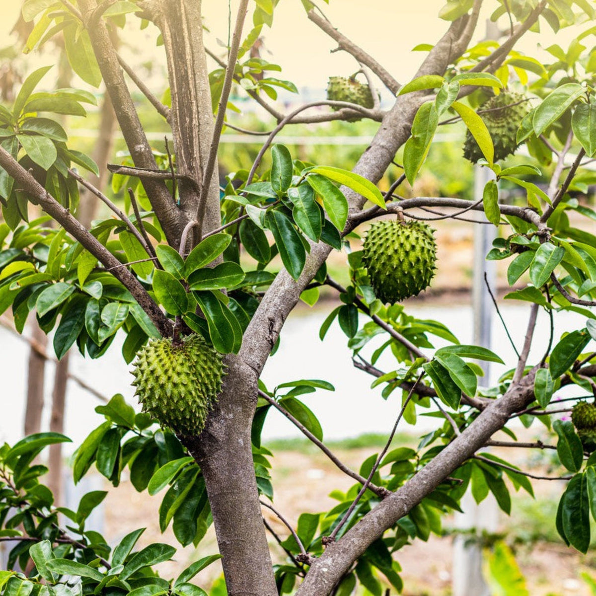 Two spiky green soursop (guanabana) fruits hanging from the sturdy branches of a leafy soursop tree outdoors.
