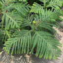 A close-up view of Norfolk Island Pine with dense, needle-like foliage growing in a pot, photographed outdoors on a concrete surface with natural shadows.