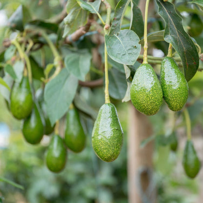 Green Pancho Cold Hardy Avocado hanging from a tree