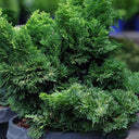 Close-up of a Dwarf Hinoki Cypress with a blurred background