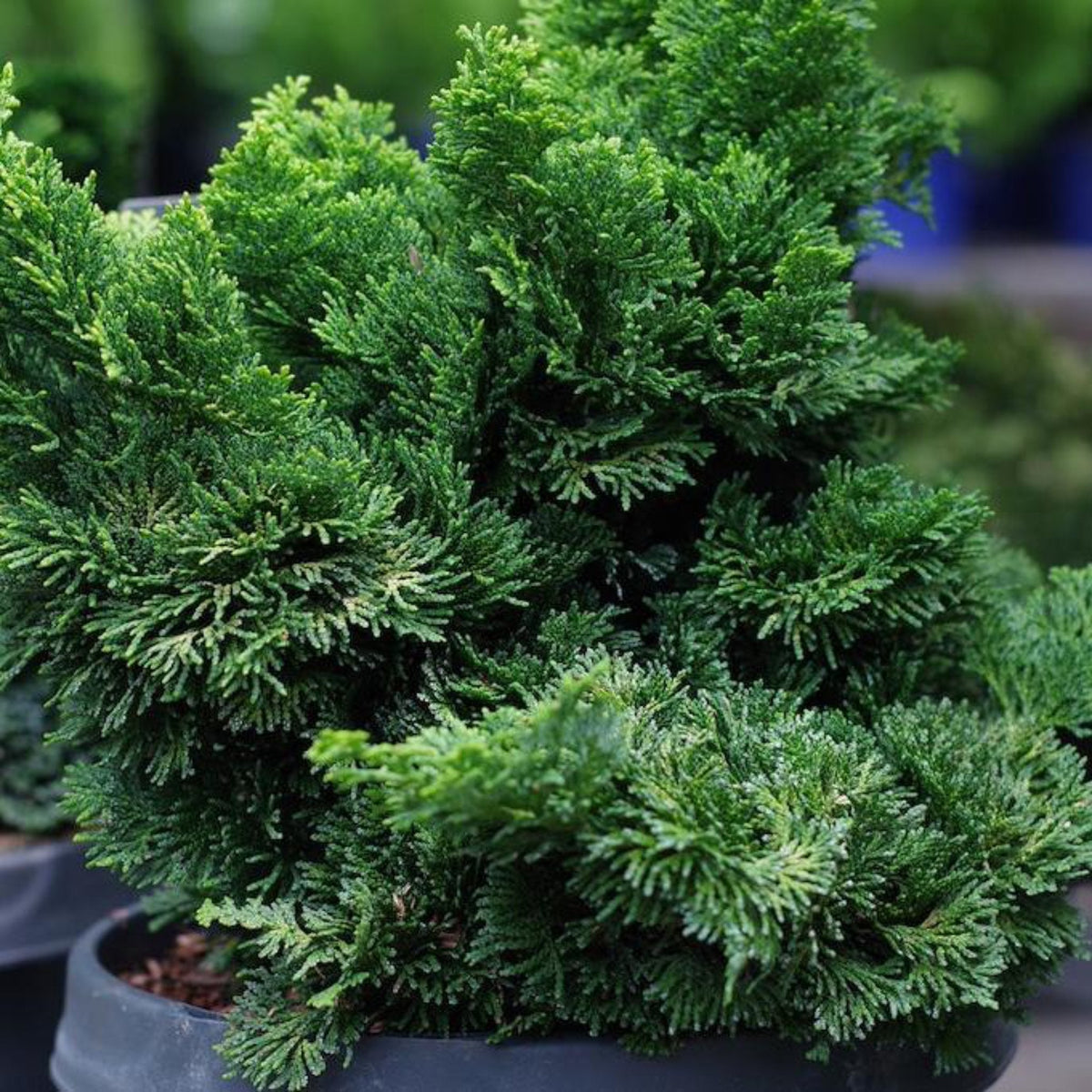 Close-up of a Dwarf Hinoki Cypress with a blurred background