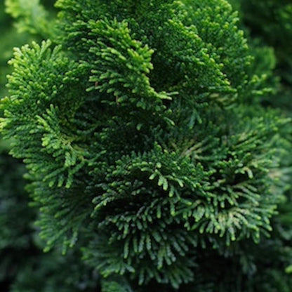 Close-up of a Dwarf Hinoki Cypress tree with dense green leaves.