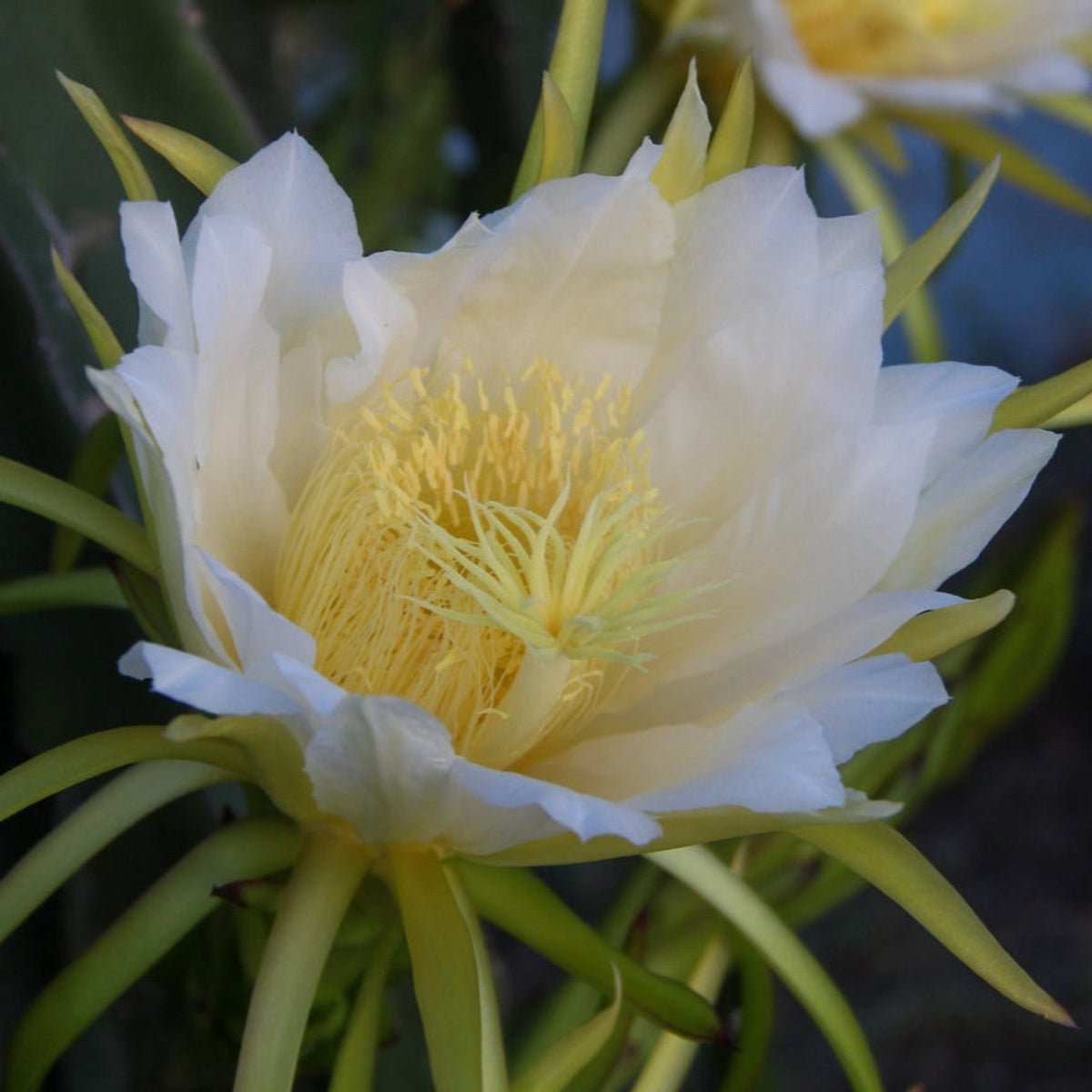 Large white dragon fruit blossom in full bloom with yellow stamens and green outer bracts.