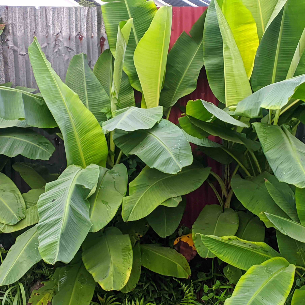 Dense cluster of vibrant green Ice Cream Banana Trees with large, broad leaves growing in front of a corrugated metal fence.