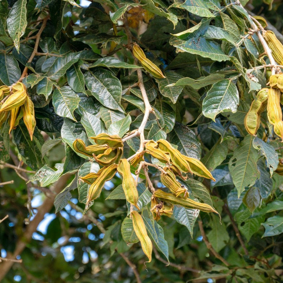 Close-up of a Ice Cream Bean tree branch with green and yellow leaves