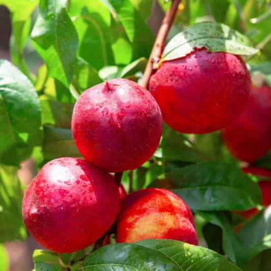 Ripe red Hardired nectarines with water droplets hanging on a tree branch.