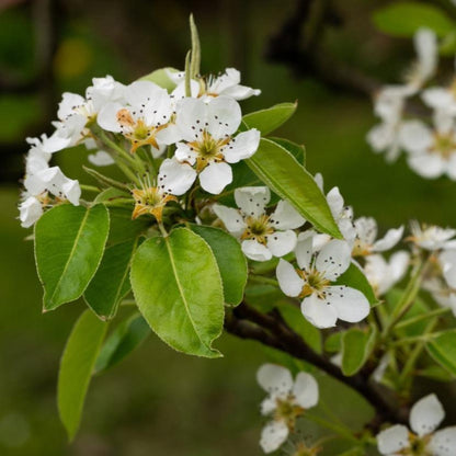 Cluster of white pear blossoms blooming on a branch with green leaves.