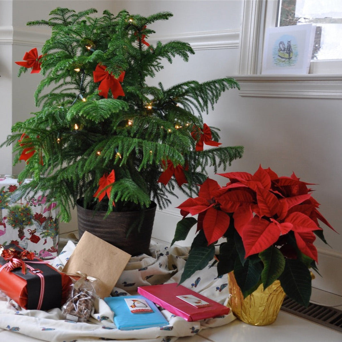 Decorated small Norfolk Island Pine tree with red bows and potted poinsettias on a table.