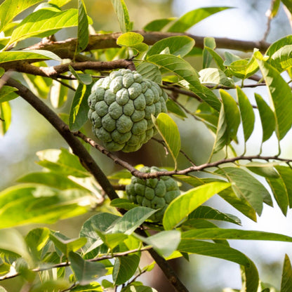 Two knobby, green Sugar Apple (Sweetsop) fruits hanging from leafy tree branches in soft sunlight.
