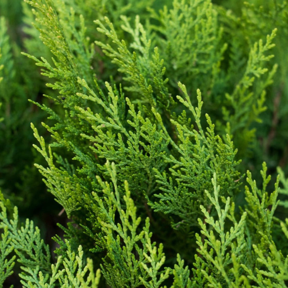 Close-up view of soft, bright green Leyland Cypress foliage.