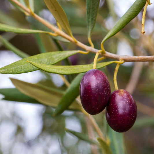 Two purple olives on a branch with green leaves.