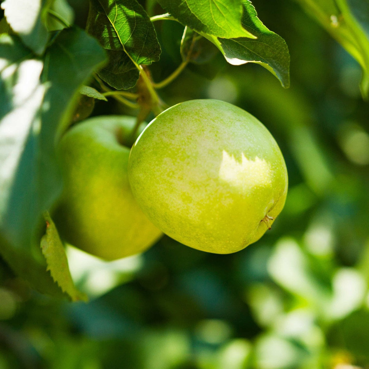 Close-up of smooth, light green Granny Smith apples hanging on a tree branch among vibrant green leaves in sunlight.