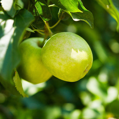 Close-up of smooth, light green Granny Smith apples hanging on a tree branch among vibrant green leaves in sunlight.