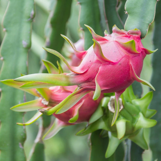 Close-up of a pink dragon fruit on a green cactus plant