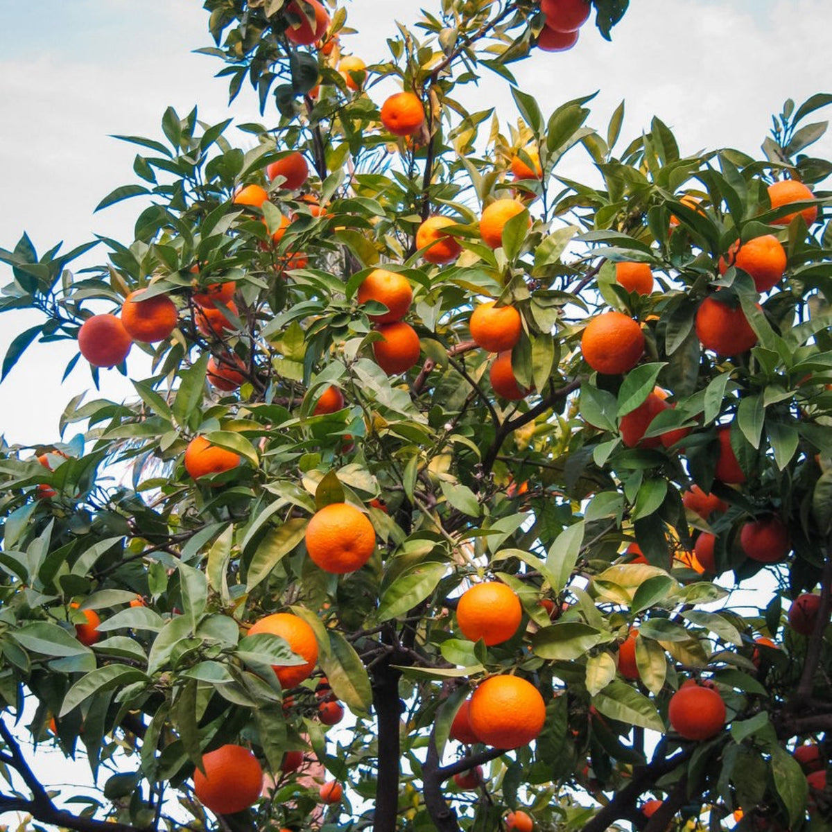 Cara Cara Orange Tree with green leaves against a cloudy sky