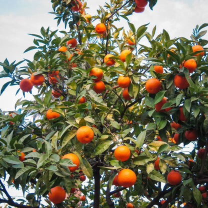 Cara Cara Orange Tree with green leaves against a cloudy sky