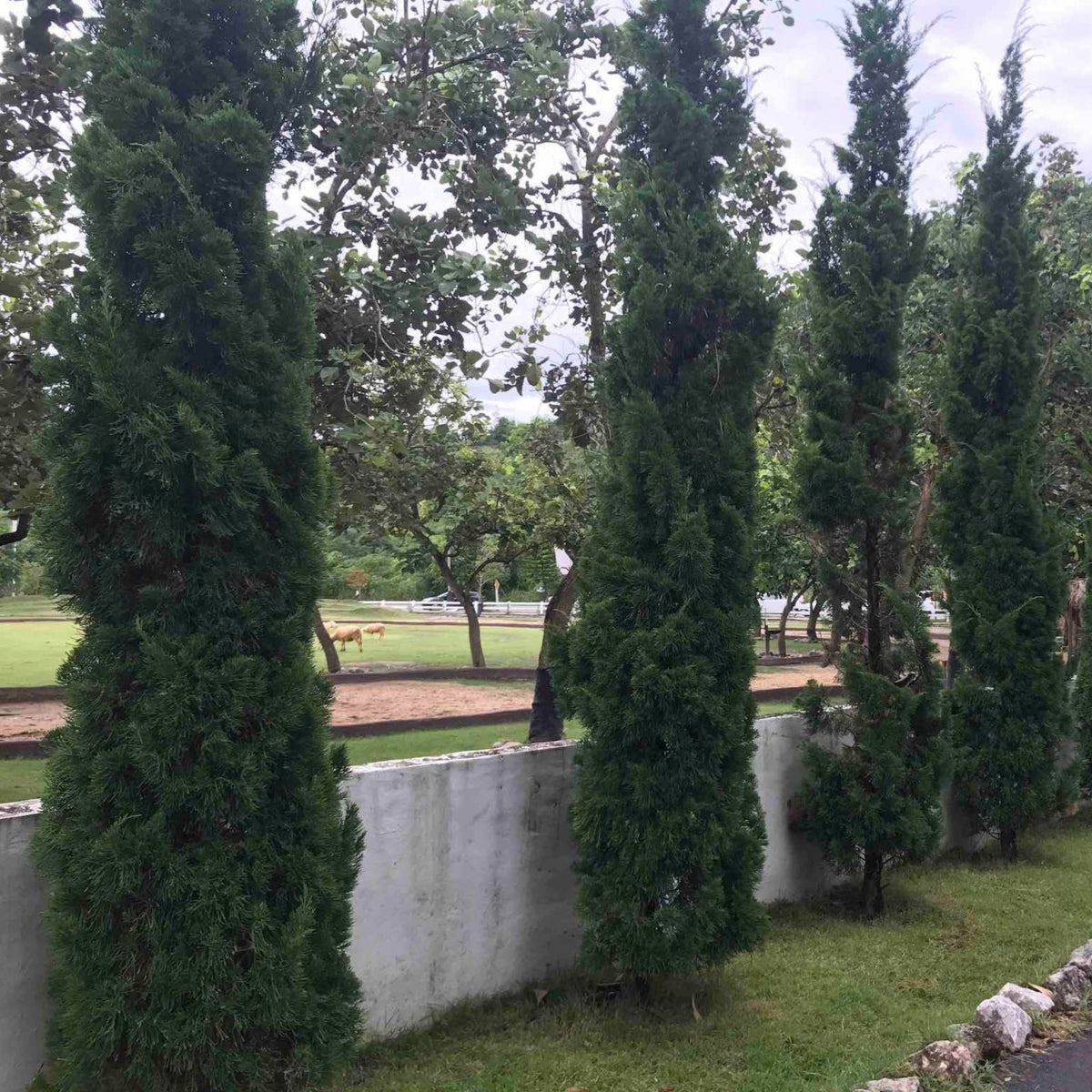 A row of tall Taylor Juniper trees in a garden.