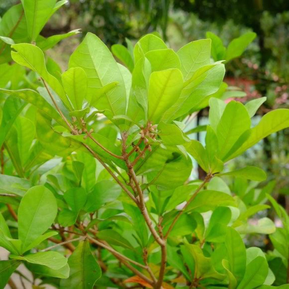 Vibrant green foliage and slender branches of a Miracle Fruit plant growing outdoors in natural light.
