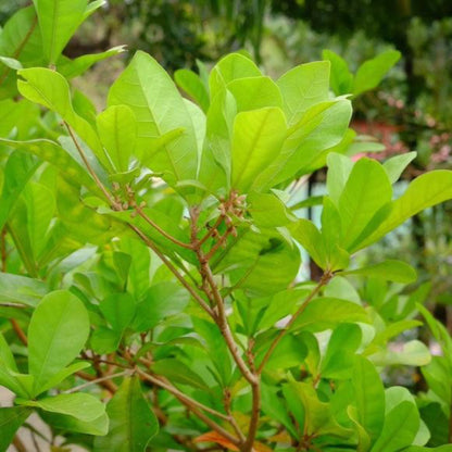 Vibrant green foliage and slender branches of a Miracle Fruit plant growing outdoors in natural light.