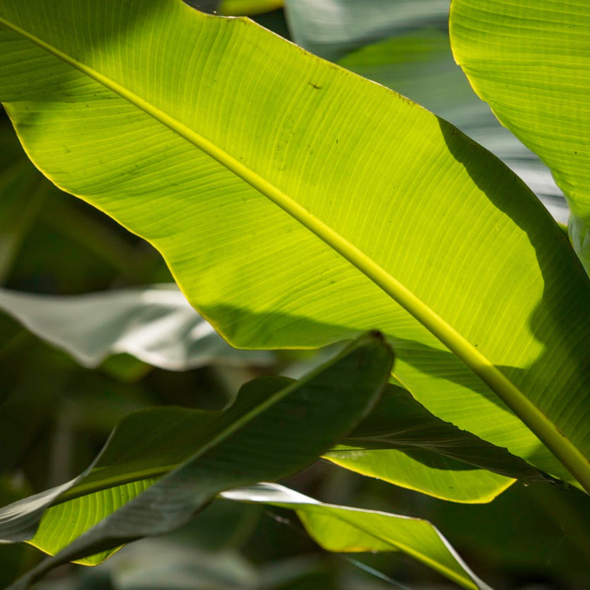 Bright sunlit green leaves on an Ice Cream Banana Tree showing their detailed vein structure.