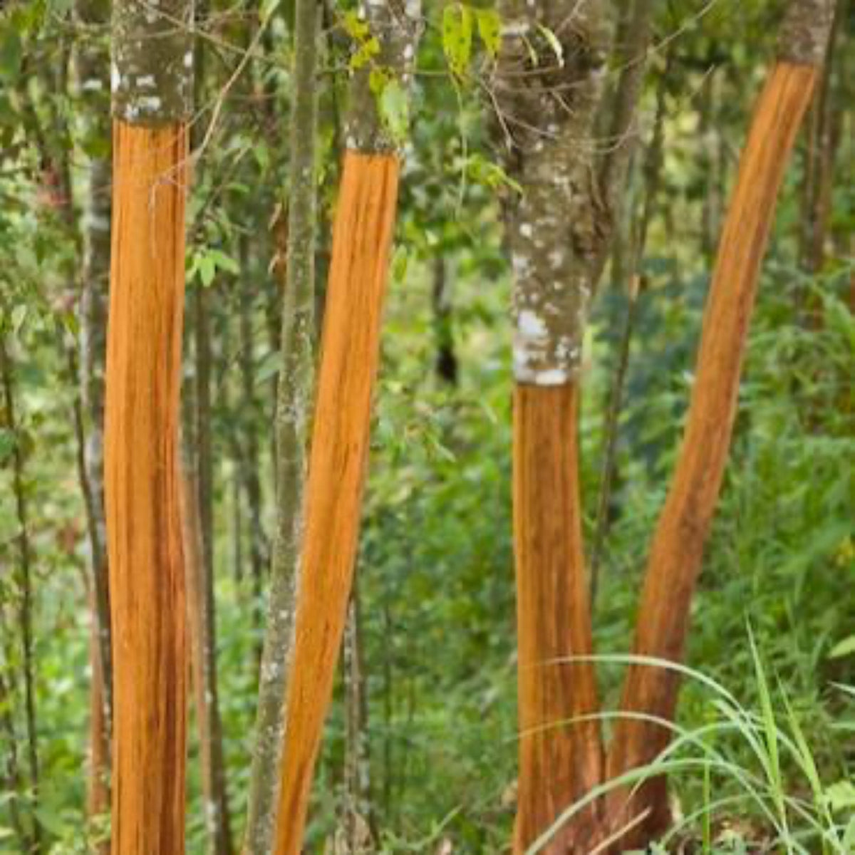 Several slender cinnamon tree trunks in a lush forest setting with long vertical sections of outer bark peeled back, revealing bright orange-brown inner bark.