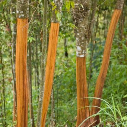 Several slender cinnamon tree trunks in a lush forest setting with long vertical sections of outer bark peeled back, revealing bright orange-brown inner bark.