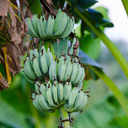 Clusters of light green-and-blue Ice Cream Bananas growing on a tree stalk.