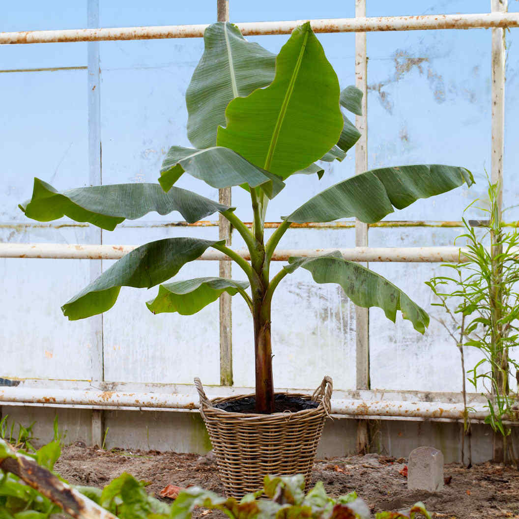 Young Ice Cream Banana Tree planted in a woven basket pot inside a greenhouse with large glass windows and metal railings in the background.