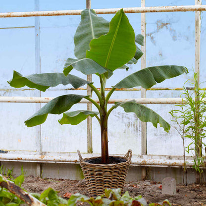 Young Ice Cream Banana Tree planted in a woven basket pot inside a greenhouse with large glass windows and metal railings in the background.