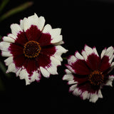 Two coreopsis blooms with white petals banded in deep maroon around a dark central disc dusted with orange pollen, photographed against a black background.