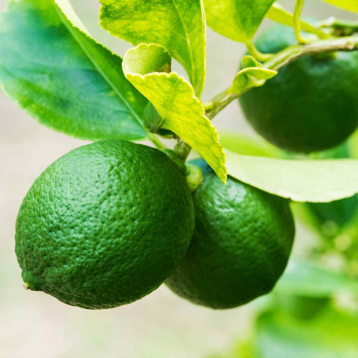 Clusters of small green Key Limes hanging from a leafy bush.