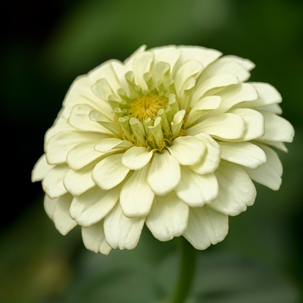 Close-up view of a lime-green Key Lime Pie Blend zinnia bloom with multi-layered pale green petals surrounding a tight cluster of small yellow center florets against a softly blurred dark green background.