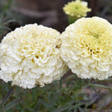 Two fully double Kilimanjaro African marigold blooms in pale creamy-white with tightly ruffled petals, shown close up beside a smaller unopened yellow bud, surrounded by feathery green foliage.